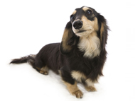 トリス カニンヘン ダックスフンド 女の子 ブラック＆クリーム