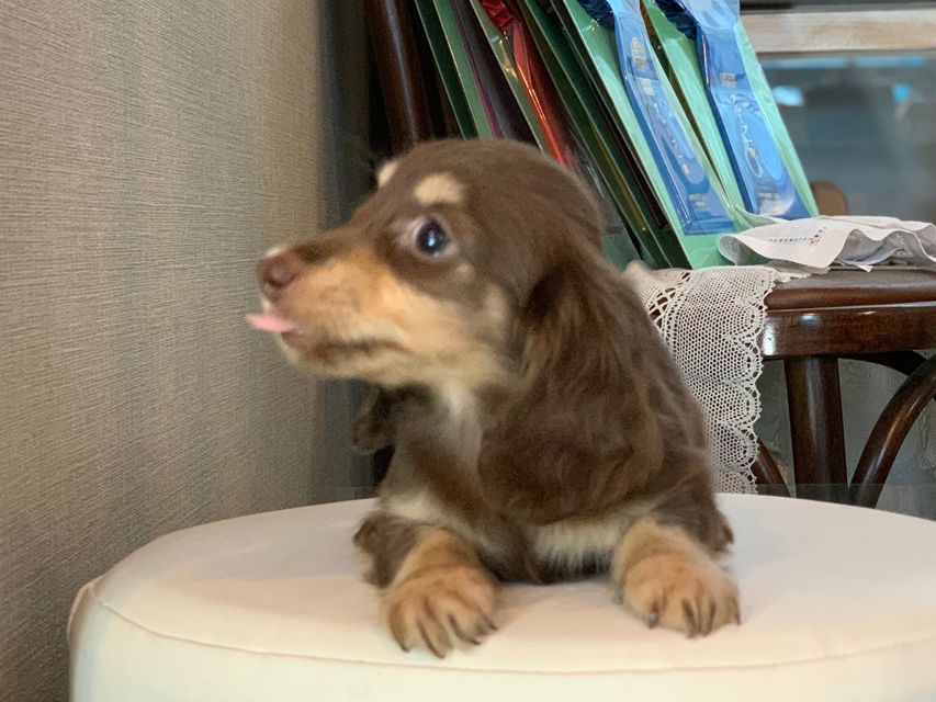 カニンヘン ダックスフンド パセリkk & ナイトの子犬 チョコイエロー（チョコクリーム） 女の子