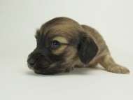 7シャーロットＳクリ男の子-13