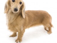 なると カニンヘン ダックスフンド シェーデットクリーム