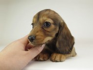 5月子レット女-2 5月子レット女-2