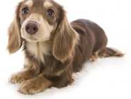 グレース 女の子 カニンヘン ダックスフンド