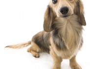 オスカル カニンヘン ダックスフンド シェーデットクリーム オスカル カニンヘン ダックスフンド シェーデットクリーム