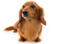 Kaninchen_Dachshund02どんべえ_K9A5506