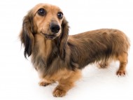 tn03デイジー__K9A3169