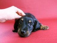 カニヘン 子犬 ブラタン女の子 カニヘン 子犬 ブラタン女の子