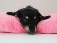 さぶれ3 さぶれ3