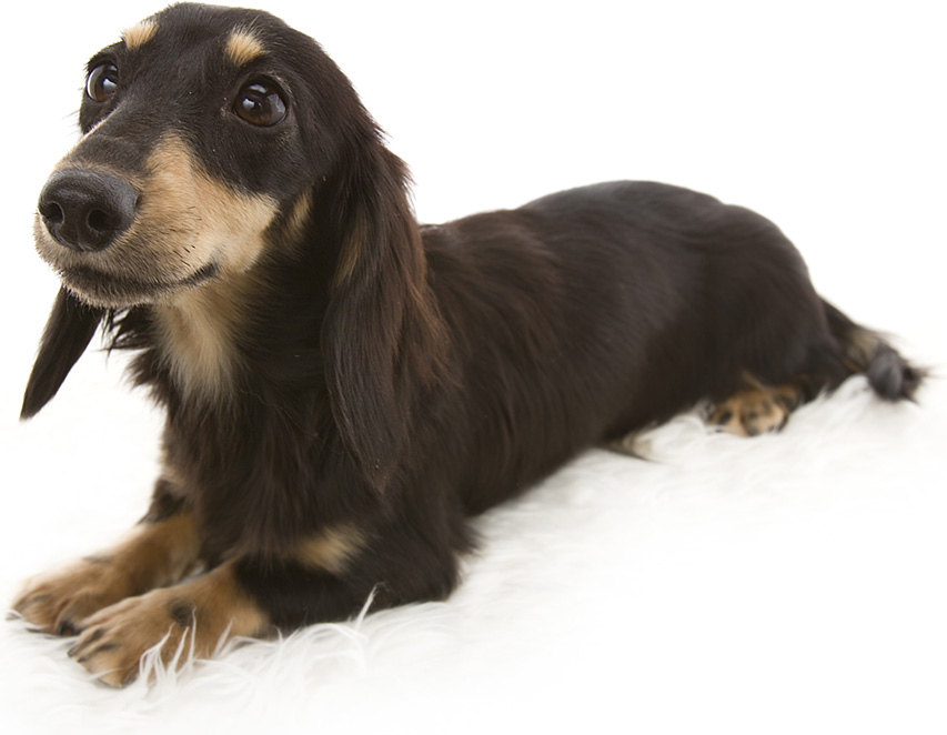 ななこ カニンヘンダックス 女の子 ブラック&クリーム ななこ カニンヘンダックス 女の子 ブラック&クリーム