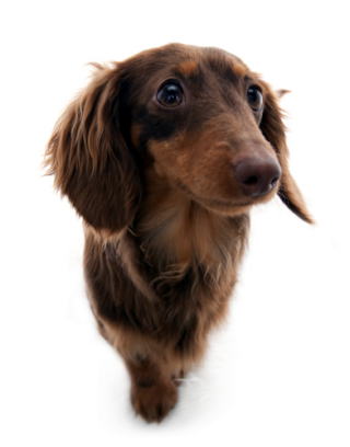 cid_4DDB29AF-00AF-400E-80C6-128785B79FA6@corega1 ダックスフンド