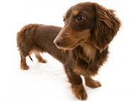 ルビー チョコ＆タン