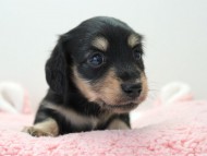 未ミルカ (2) 未ミルカ (2)