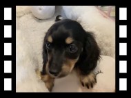 セーラ&スパーキの子犬 ブラタン 男の子