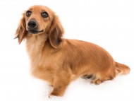 Kaninchen_Dachshund04カメオ_K9A8105