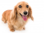 Kaninchen_Dachshund02キャロット_K9A8044