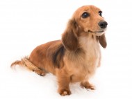 Kaninchen_Dachshund10ローザ_K9A8305 Kaninchen_Dachshund10ローザ_K9A8305