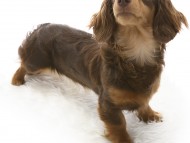 ラム カニンヘンダックス 女の子 チョコ＆タン