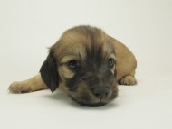 9シャーロットＳクリーム女の子2