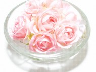 カニヘンダックス　ミニチュワダックス専門犬舎フジアースフィールド