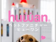 ユジン カニンヘンダックス、ダックスフンド 女の子 シューデットクリーム ユジン カニンヘンダックス、ダックスフンド 女の子 シューデットクリーム