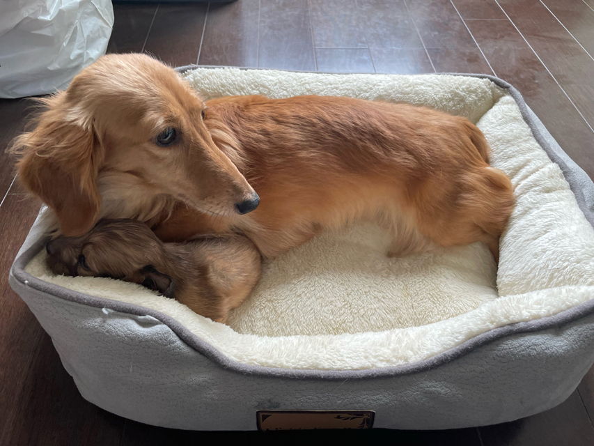 カニンヘンダックスフンド オリーブ 10月20日子犬の出産