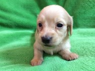 カニンヘン ダックスフンド 仔犬 クリーム 男の子