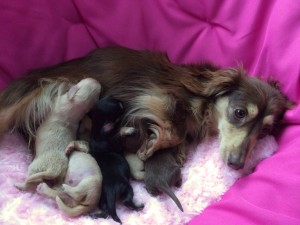 カニンヘンのローラ.miが4/12出産しました チョコクリーム女の子1 ピュアクリーム女の子1 カニンヘンのローラ.miが4/12出産しました チョコクリーム女の子1 ピュアクリーム女の子1