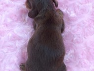 ローラ.miの赤ちゃん チョコクリ女の子