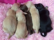 カニンヘンのローラ.miが4/12出産しました チョコクリーム女の子1　ピュアクリーム女の子１