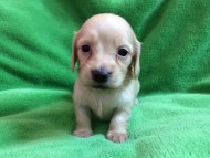 カニンヘン ダックスフンド 仔犬 クリーム 男の子 カニンヘン ダックスフンド 仔犬 クリーム 男の子