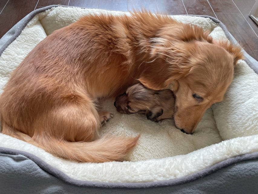 カニンヘンダックスフンド オリーブ 10月20日子犬の出産