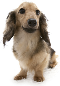 カイ JKCチャンピオン直子 極小カニンヘンダックス 2.0kg 雄