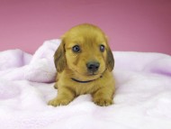 kaninchen-dachshund1545 kaninchen-dachshund1545