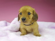 kaninchen-dachshund1549 kaninchen-dachshund1549