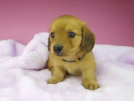 kaninchen-dachshund1552 kaninchen-dachshund1552