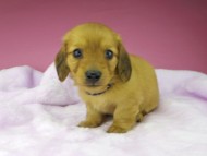 kaninchen-dachshund1557 kaninchen-dachshund1557