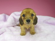 kaninchen-dachshund1571 kaninchen-dachshund1571