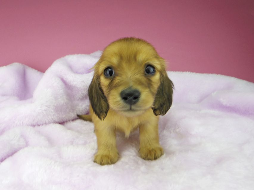 カニンヘンダックスフンド ハニー & 竹千代の子犬 レッド 女の子kaninchen-dachshund1571 カニンヘンダックスフンド ハニー & 竹千代の子犬 レッド 女の子