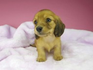 kaninchen-dachshund1572 kaninchen-dachshund1572