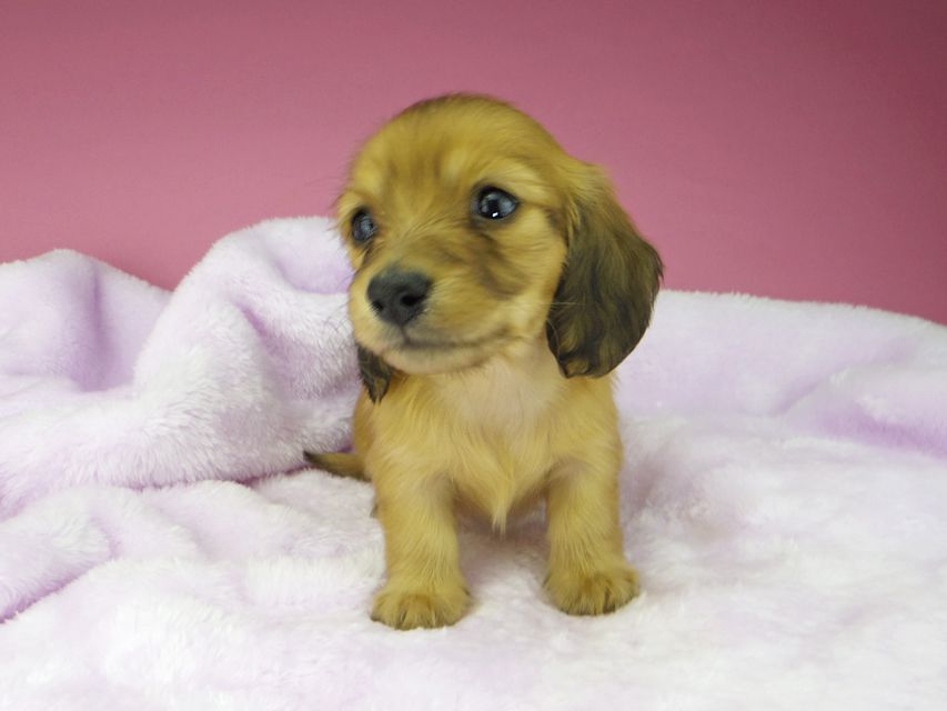 カニンヘンダックスフンド ハニー & 竹千代の子犬 レッド 女の子kaninchen-dachshund1572 カニンヘンダックスフンド ハニー & 竹千代の子犬 レッド 女の子