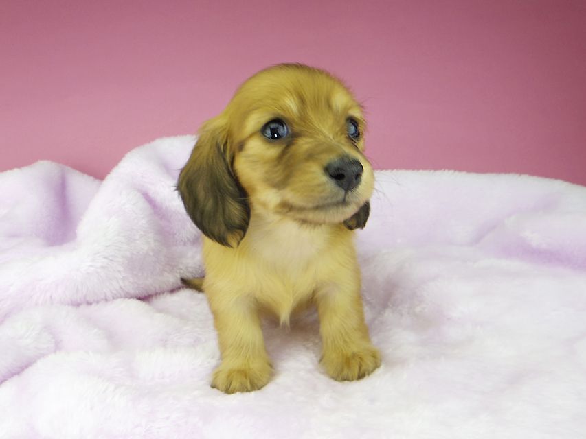 カニンヘンダックスフンド ハニー & 竹千代の子犬 レッド 女の子kaninchen-dachshund1573 カニンヘンダックスフンド ハニー & 竹千代の子犬 レッド 女の子