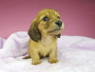 kaninchen-dachshund1580 kaninchen-dachshund1580