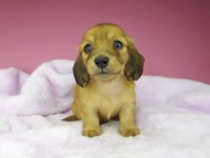 kaninchen-dachshund1583 kaninchen-dachshund1583