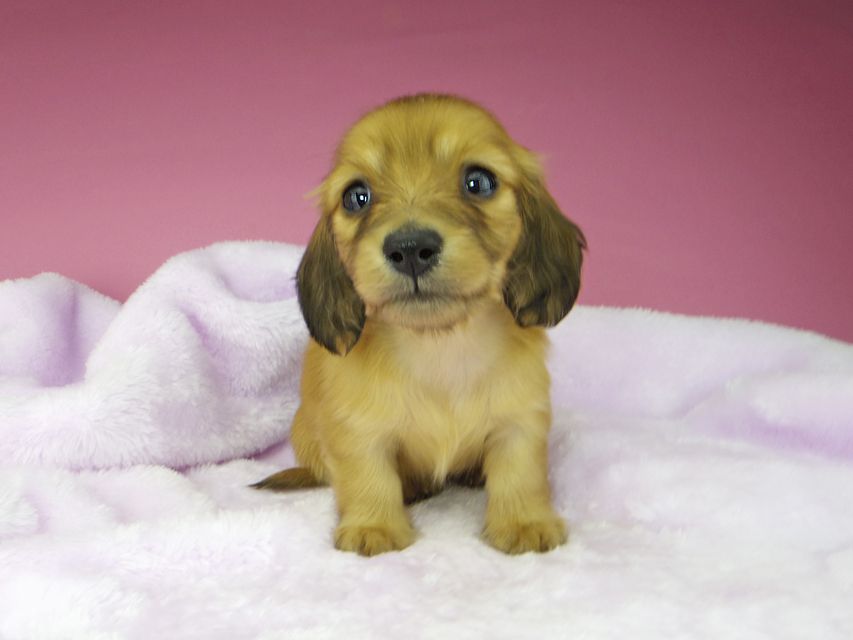 カニンヘンダックスフンド ハニー & 竹千代の子犬 レッド 女の子kaninchen-dachshund1583 カニンヘンダックスフンド ハニー & 竹千代の子犬 レッド 女の子