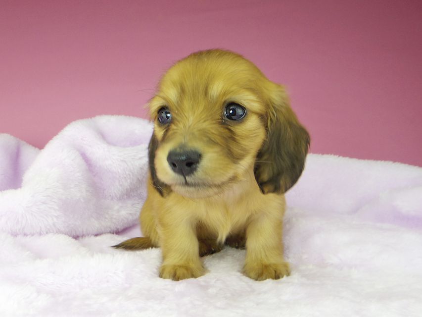 カニンヘンダックスフンド ハニー & 竹千代の子犬 レッド 女の子kaninchen-dachshund1584 カニンヘンダックスフンド ハニー & 竹千代の子犬 レッド 女の子