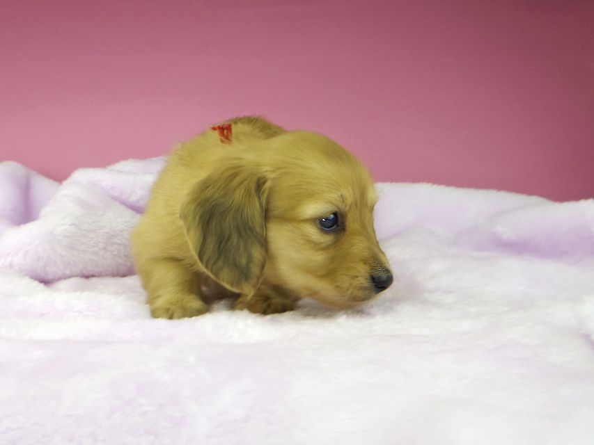 カニンヘンダックスフンド ハニー & 竹千代の子犬 イエロー(クリーム) 女の子(1)kaninchen-dachshund1600 カニンヘンダックスフンド ハニー & 竹千代の子犬 イエロー(クリーム) 女の子(1)