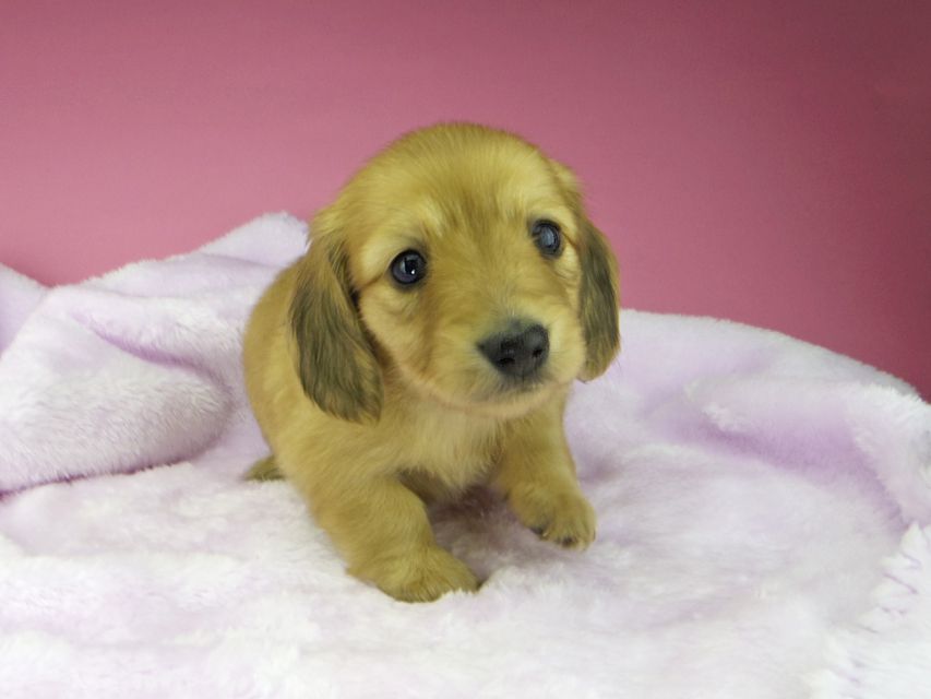 カニンヘンダックスフンド ハニー & 竹千代の子犬 イエロー(クリーム) 女の子(1)kaninchen-dachshund1601 カニンヘンダックスフンド ハニー & 竹千代の子犬 イエロー(クリーム) 女の子(1)