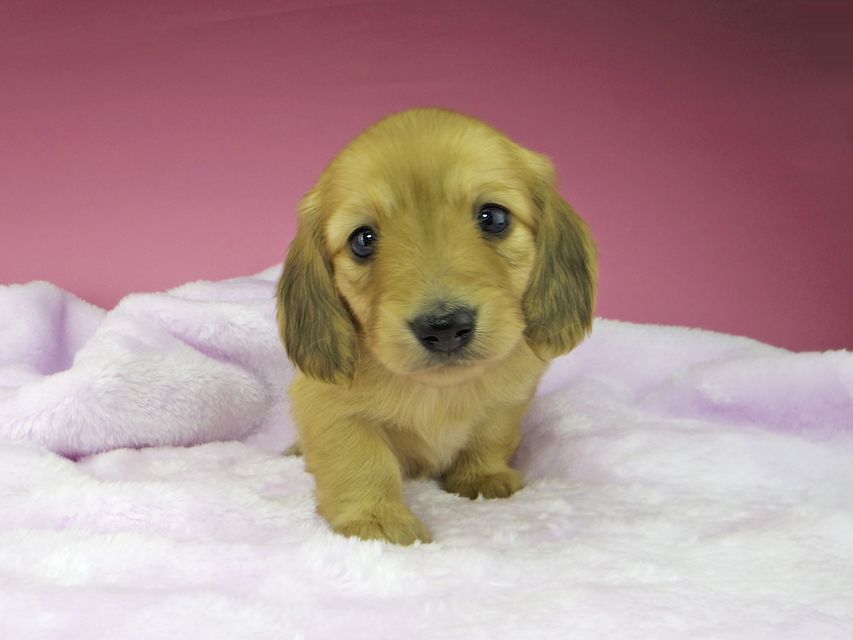 カニンヘンダックスフンド ハニー & 竹千代の子犬 イエロー(クリーム) 女の子(1)kaninchen-dachshund1606 カニンヘンダックスフンド ハニー & 竹千代の子犬 イエロー(クリーム) 女の子(1)