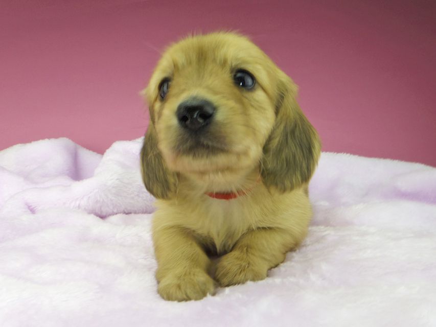 カニンヘンダックスフンド ハニー & 竹千代の子犬 イエロー(クリーム) 女の子(1)kaninchen-dachshund1610 カニンヘンダックスフンド ハニー & 竹千代の子犬 イエロー(クリーム) 女の子(1)