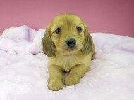 kaninchen-dachshund1611