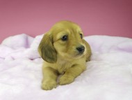 kaninchen-dachshund1612